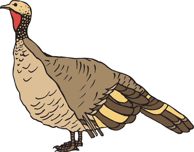 Wild Turkey Clipart - Png Download (675x531), Png Download