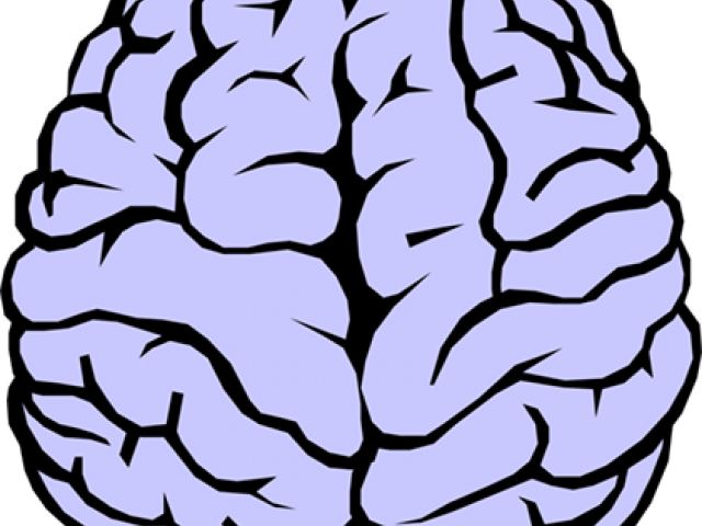 Human Brain Clipart - Brain Drawing - Png Download (640x480), Png Download