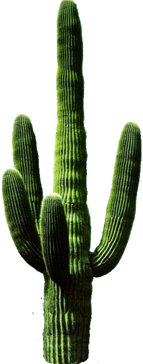 Free Png Cactus Png 11 Png Images Transparent - Transparent Background Cactus Png Clipart (480x1185), Png Download