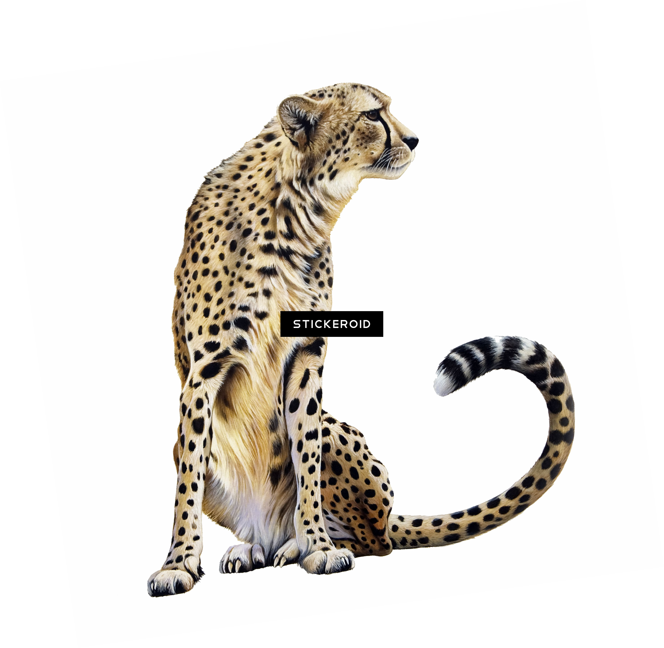 Cheetah Clipart (2325x2268), Png Download