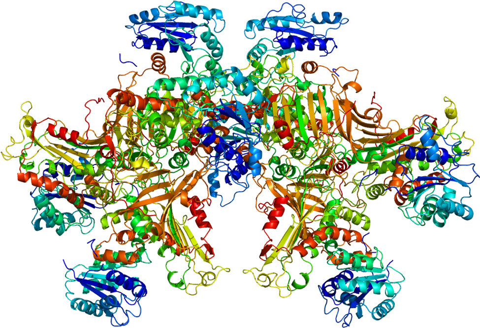 Protein G6pd Pdb 1qki - G 6 Pd Clipart (1024x717), Png Download
