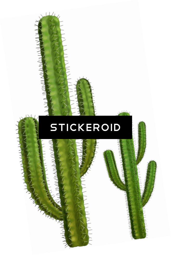 Two Cactuses - Portable Network Graphics Clipart (659x983), Png Download