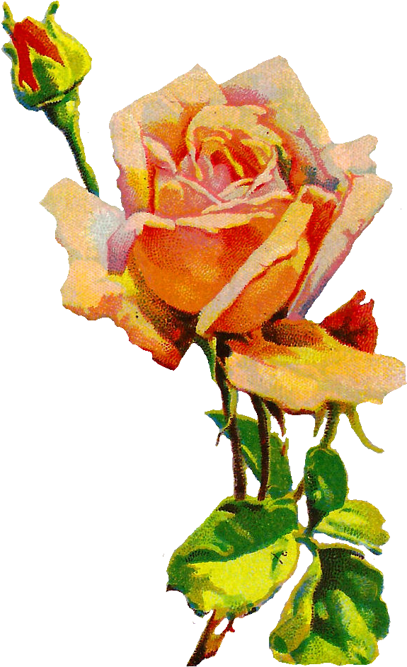 Rose Flower Image Botanical Illustration - Botanical Illustration Clipart (674x1014), Png Download