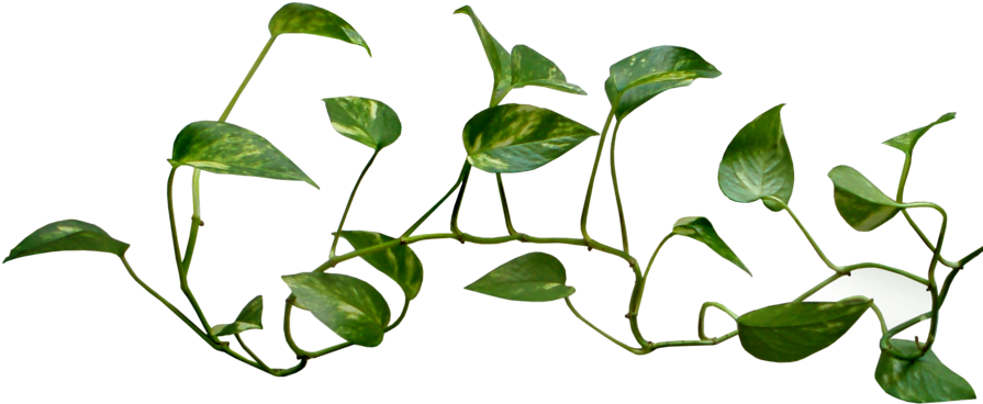 28 Collection Of Money Plant Images Clipart - Vines Transparent - Png Download (900x462), Png Download