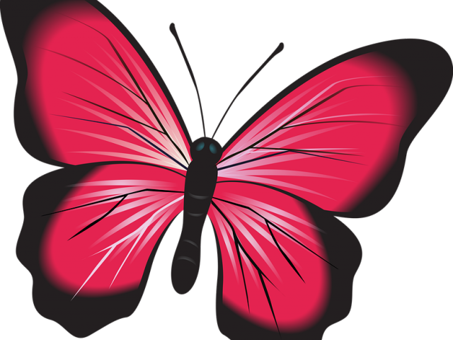 Insect Clipart Butterfly - Fluturi Png Transparent Png (640x480), Png Download