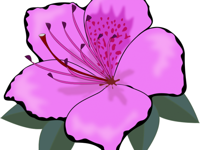 Hibiscus Clipart Amaryllis - Amaryllis Clipart - Png Download (640x480), Png Download