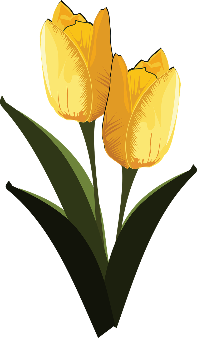 Clip Art Flor Flora Flower Png Image - Tulip Transparent Png (748x1280), Png Download