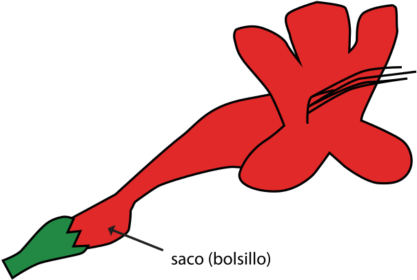 320 × 197 Pixels - Saccate Flower Clipart (800x493), Png Download