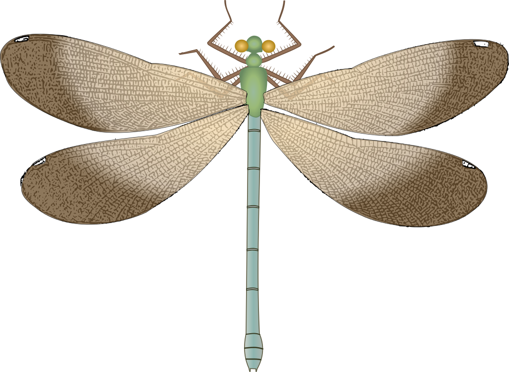 Free Png Dragonfly Png Images Transparent - Dragonfly Clipart (850x622), Png Download