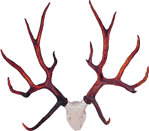 Transparent Deer Antlers Png Mart Clipart (600x583), Png Download