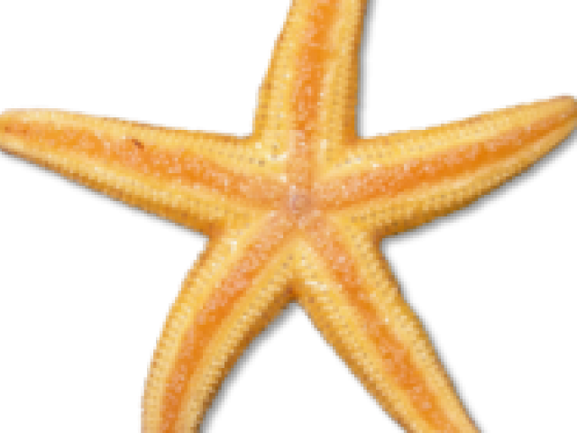 Star Fish Clipart - Png Download (640x480), Png Download
