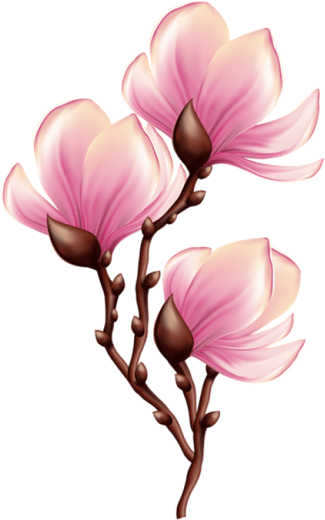 Beautiful Blooming Branch Transparent Png - Magnolia Flower In Png Clipart (480x758), Png Download