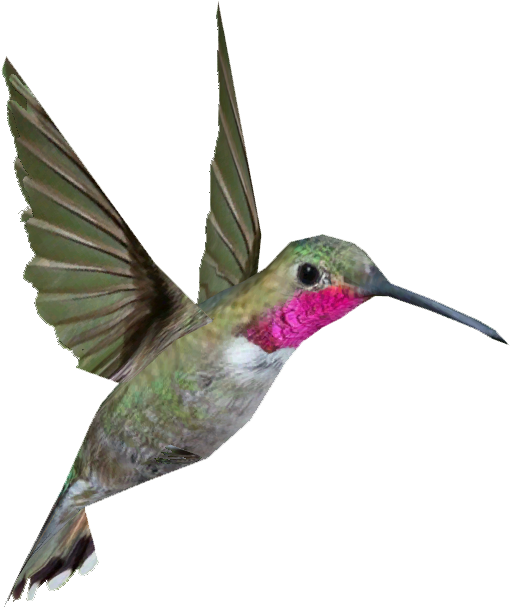 Broad Tailed Hummingbird - Hummingbird Png Clipart (606x606), Png Download