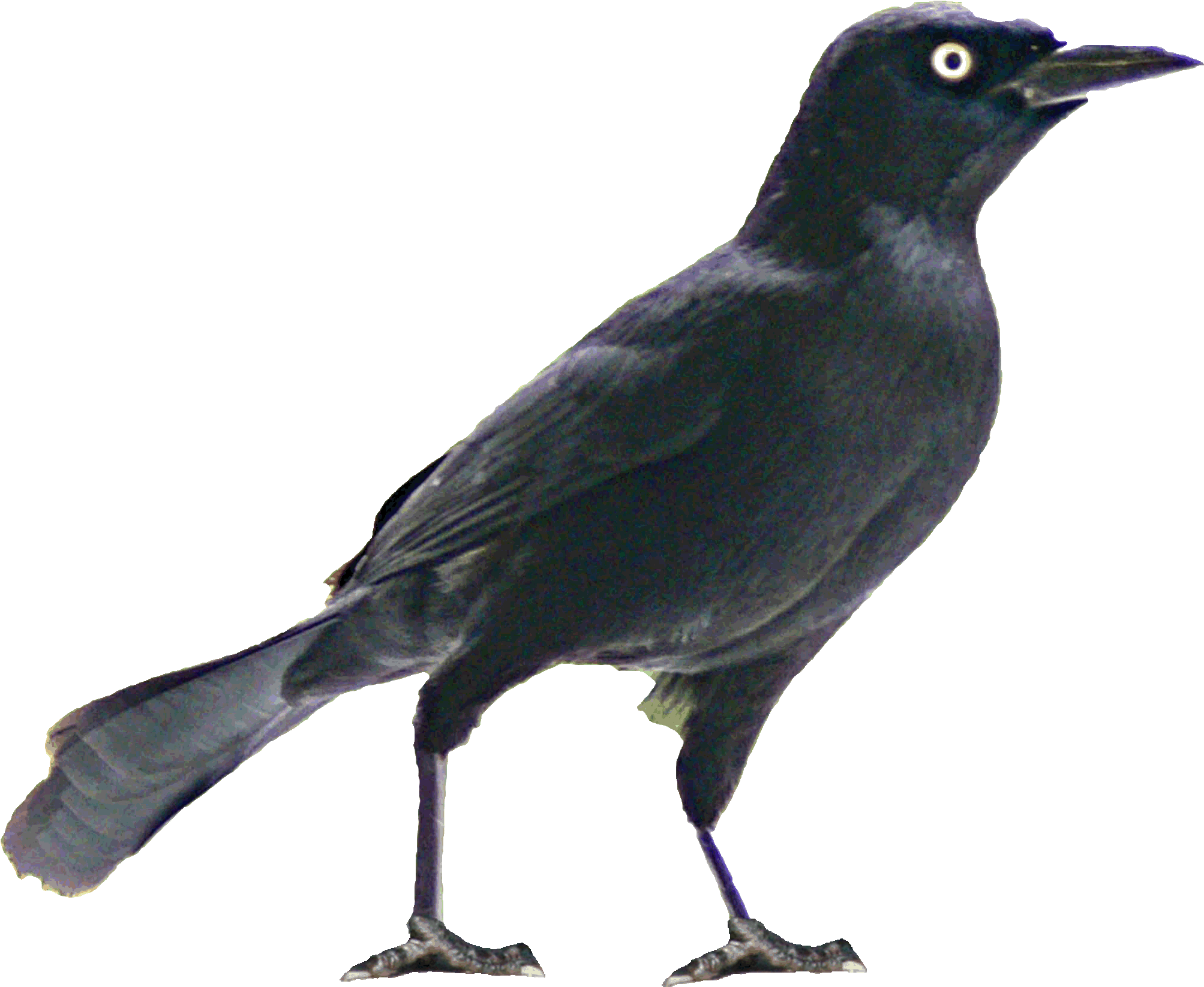 Vancouver Clipart (2010x1881), Png Download