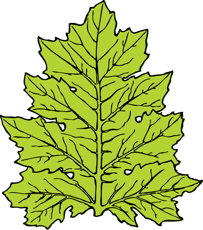 Acanthus, Leaf, Nature, Flora, Ecology, Autumn, Botany - Leaf Clip Art - Png Download (563x640), Png Download
