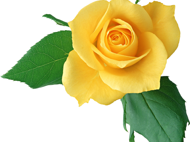 Yellow Rose Clipart Light Yellow - De Flores Y Plantas Hermosa - Png Download (640x480), Png Download