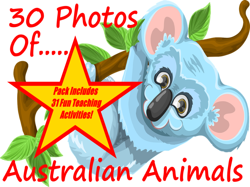 Photos And Images Of Australian Animals - Koala Clipart (800x600), Png Download