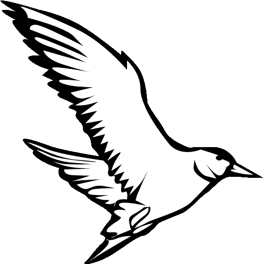 Eps 9 Seagull Printable Coloring In Pages For Kids Funny