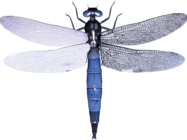 Dragonfly Clipart Small Animal - Png Download (640x480), Png Download
