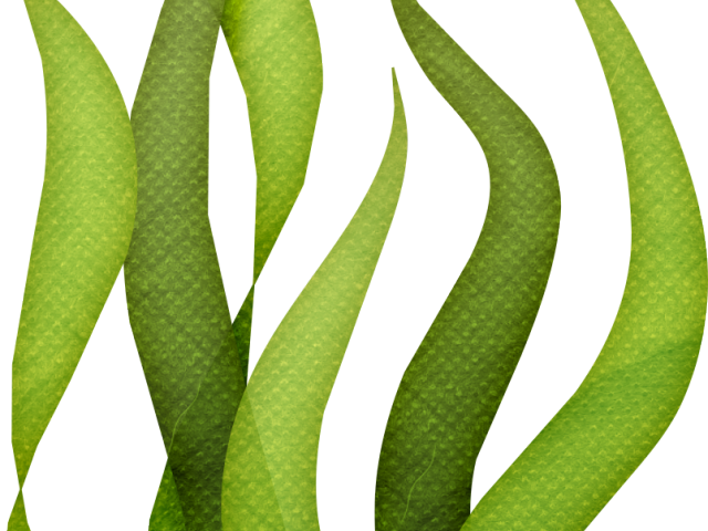 Coral Reef Clipart Seagrass - Algas Marinha Do Bob Esponja - Png Download (640x480), Png Download