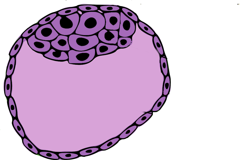 Daughter Cells May Not End Up Exactly Like The Parent Clipart (1200x681), Png Download