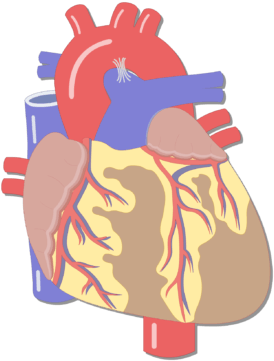 Unlabelled Image Of The Anterior View Of The Heart - Heart Major Blood Vessels Clipart (770x454), Png Download
