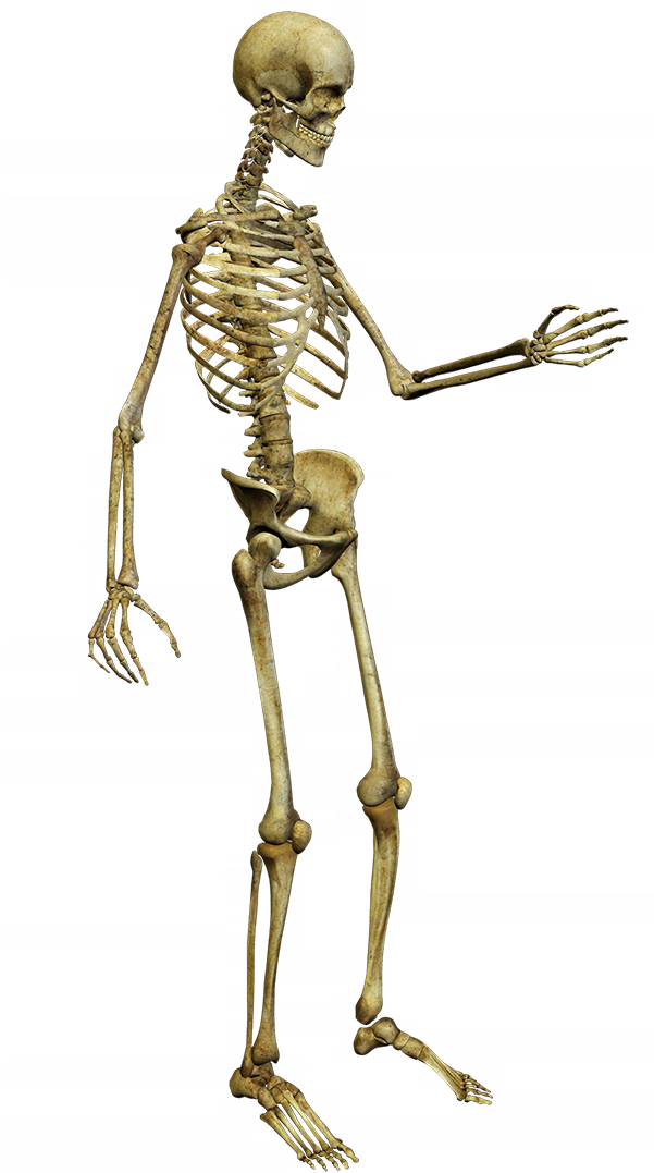 Free Pictures Of Skeletons For Kids, Download Free - Squelette Png Clipart (600x1085), Png Download