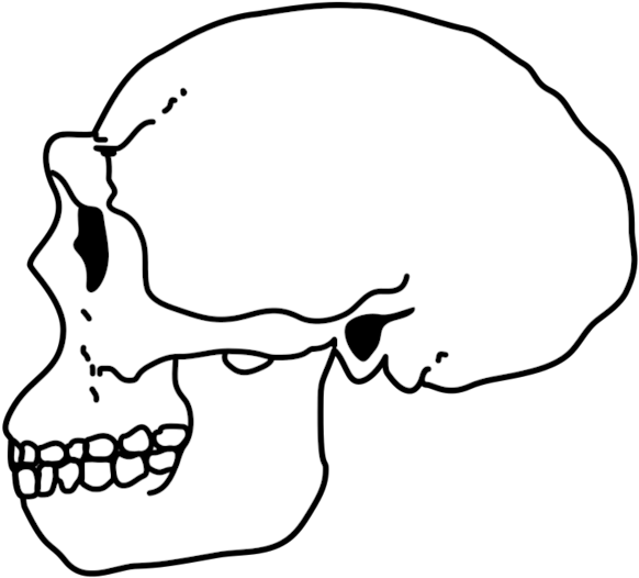 Erectus Skull - Wikimedia Commons Clipart (632x600), Png Download