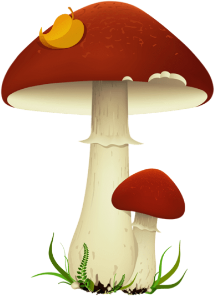 Fall Mushroomspicture Png - Mushrooms Clipart Transparent Background (480x666), Png Download