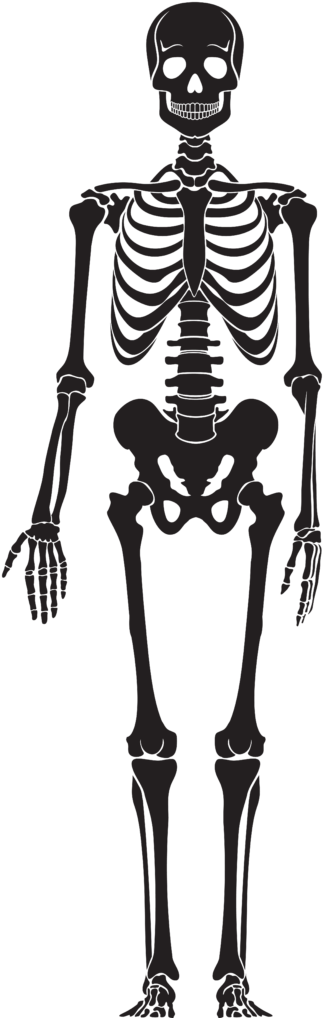 Clipart Skeleton Halloween 18 Clip Art - Human Skeleton Silhouette - Png Download (348x1024), Png Download