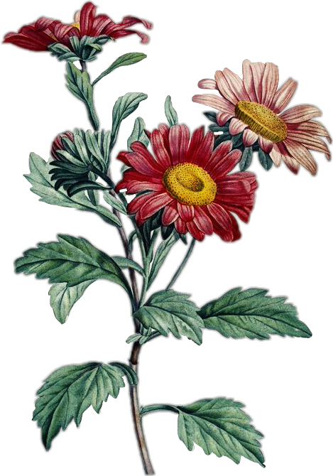 Beauties Of Nature Coloring Book By Pierre-joseph Redoute Clipart (469x670), Png Download