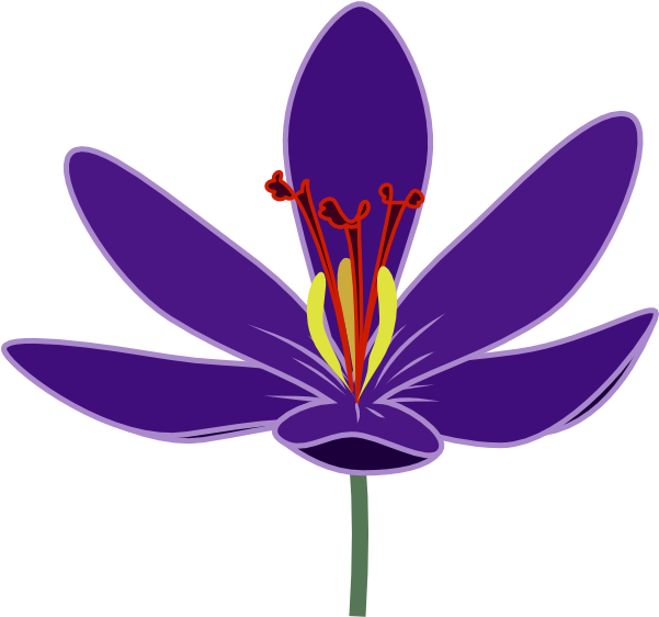Saffron Flower Clipart - Png Download (600x568), Png Download
