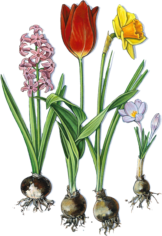 Spring Activities - ریشه ی گل نرگس Clipart (560x800), Png Download