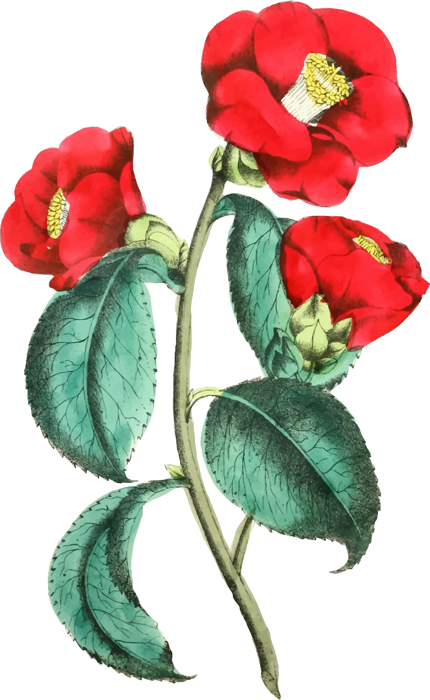Flower Illustration Clipart - Flower Illustration Png Transparent Png (1374x2234), Png Download