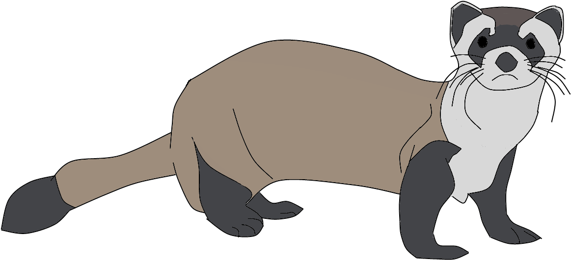 Ferret Png Clipart - Marine Mammal Transparent Png (1187x599), Png Download