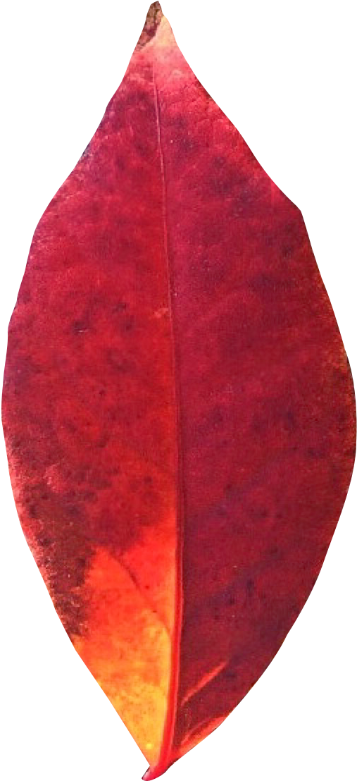 Autumn Leaf Png Transparent Image Pngpix Cartoon Fruit - Leaf Clipart (838x1288), Png Download