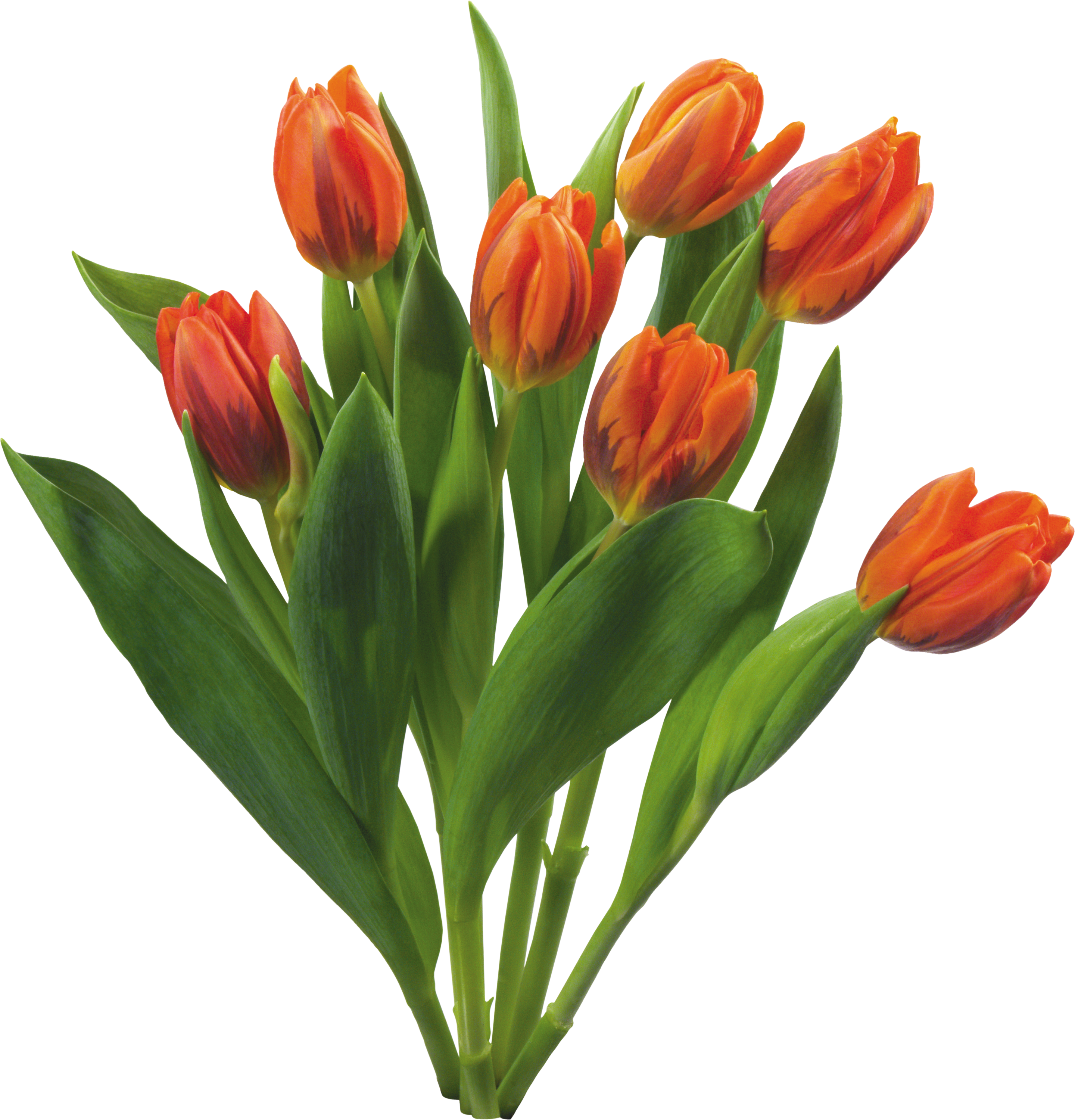 Bouquet Of Flowers Icon Clipart - Love Tulips Beautiful Spring Flowers Set - Png Download (2880x3000), Png Download