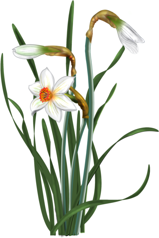 Disk Botanical Flowers, Flower Patterns, Daffodils, - Нарциссы Пнг Вектор Clipart (532x761), Png Download