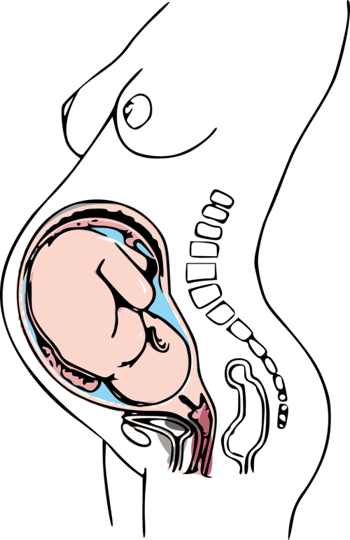 Pregnancy Drawing Clipart (500x772), Png Download