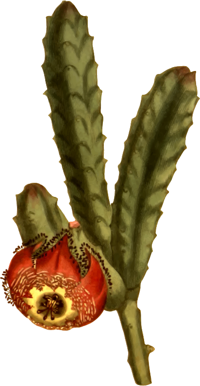 Clipart Revolute Flowered Stapelia - Png Download (412x794), Png Download