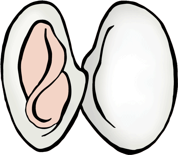 Picture - Line Art Clipart (800x800), Png Download