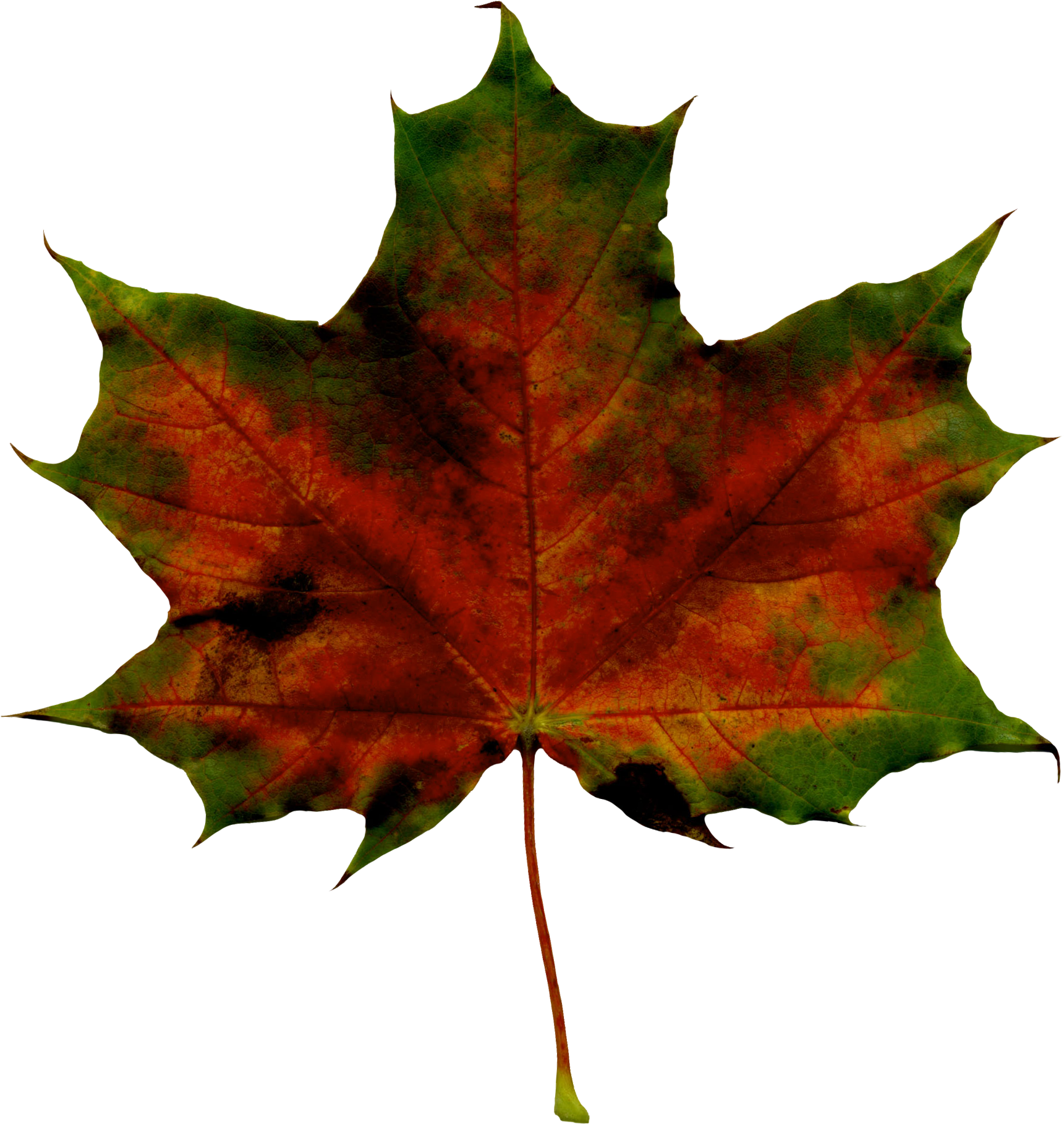Maple Leaf Clipart (1750x1870), Png Download