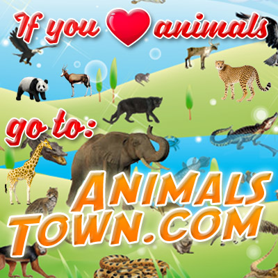 Recent Collection - Reef Shark Coloring Page Clipart (400x400), Png Download