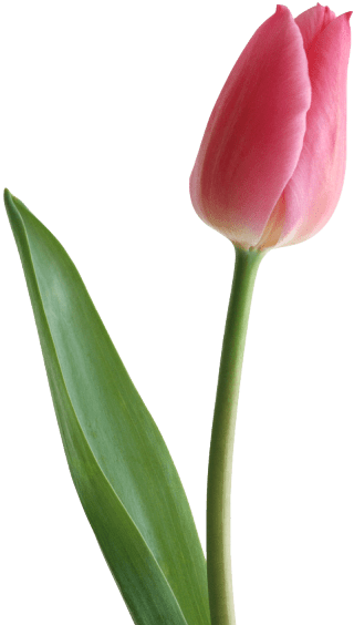 Shop Tulips - Arreglosfloralesguatemala.com Clipart (619x633), Png Download