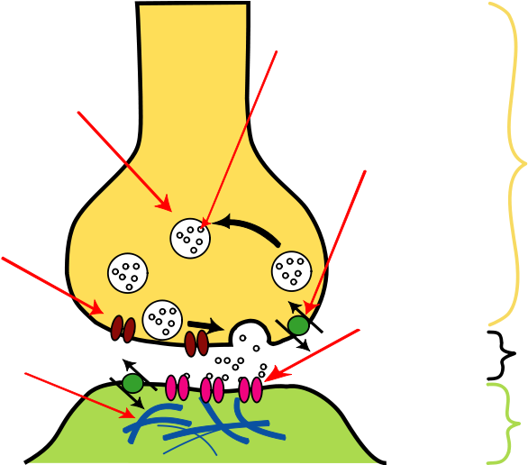 The Basic Neuronal Function Of Sending Signals To Other - Calcium Channel In Synapse Clipart (800x515), Png Download