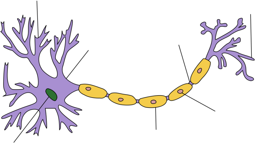 Location - Structure Of A Neuron Clipart (1024x551), Png Download