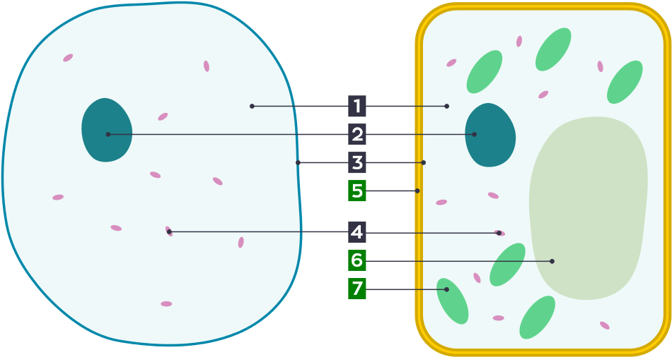 Plant Cell Clipart (983x539), Png Download