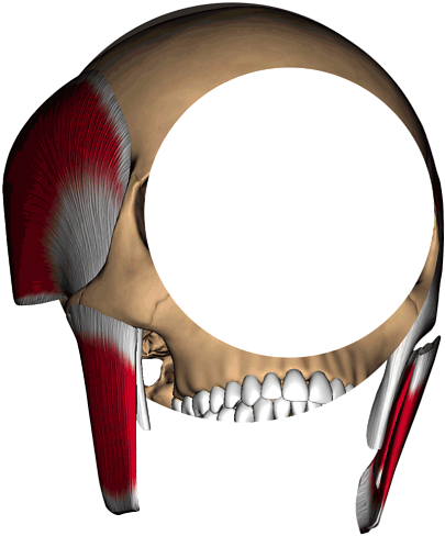 Skull - Portable Network Graphics Clipart (799x534), Png Download