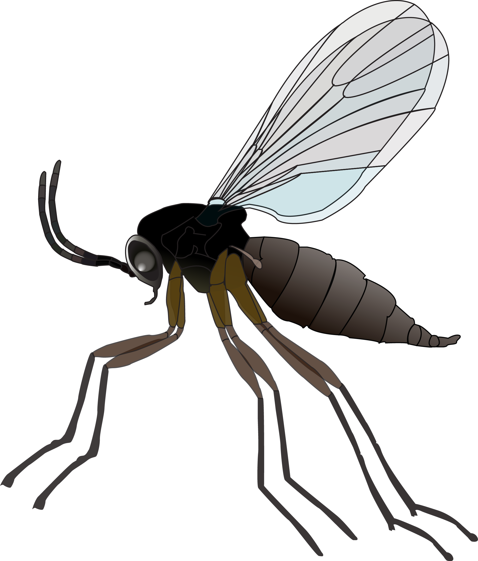 Protecting Indoor Plants From Fungus Gnats With All - Fungus Gnats Png Clipart (1918x2252), Png Download