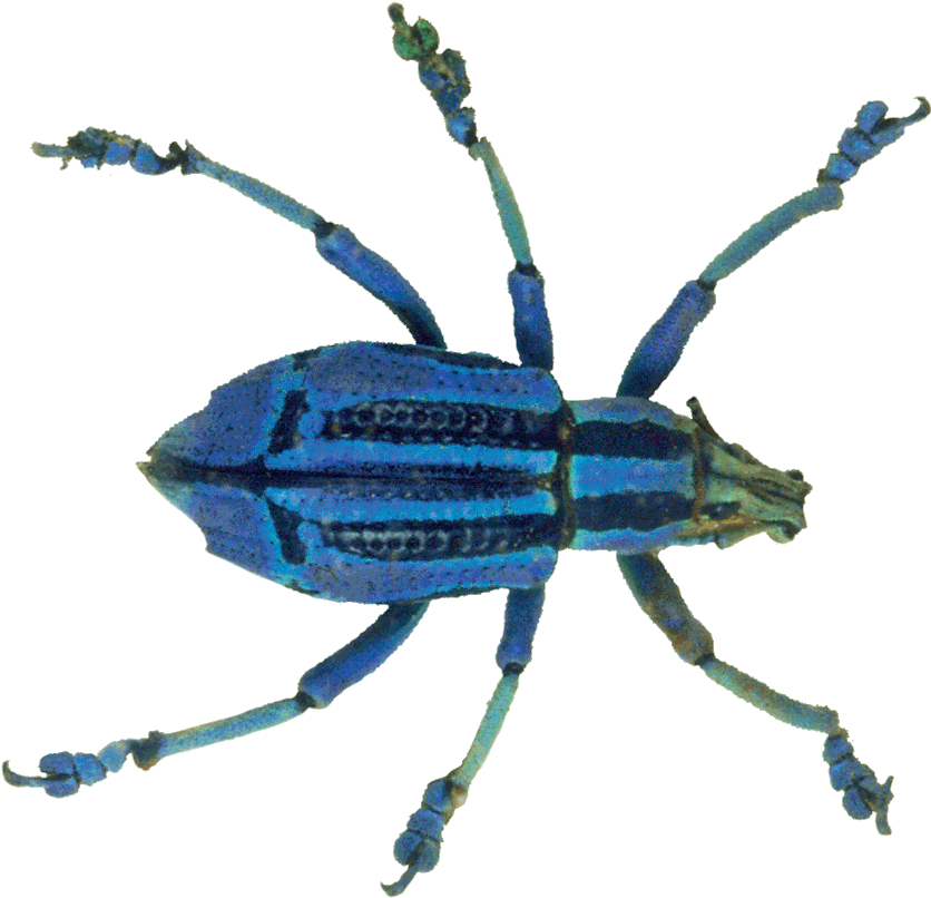 Transparent Background Bugs Gif Clipart (1280x1280), Png Download